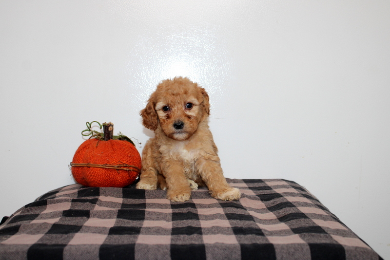 puppy, for, sale, Mini Golden Doodle F2B, Matthew B. Stoltzfus, dog, breeder, Gap, PA, dog-breeder, puppy-for-sale, forsale, nearby, find, puppyfind, locator, puppylocator, aca